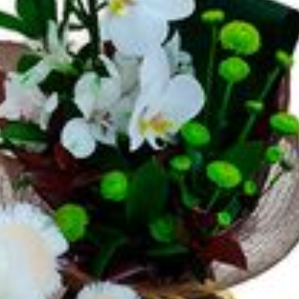 Arranjo de orqu�dea para Meu Amor