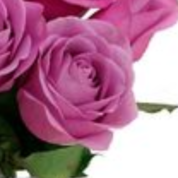 Flor de Canto Lilas