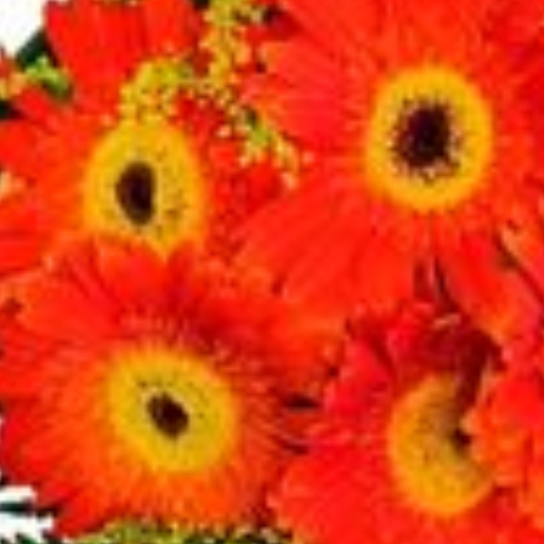 Buqu� com g�rberas e tango