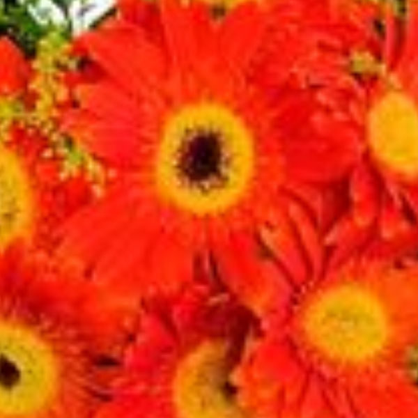 Buqu� com g�rberas e tango