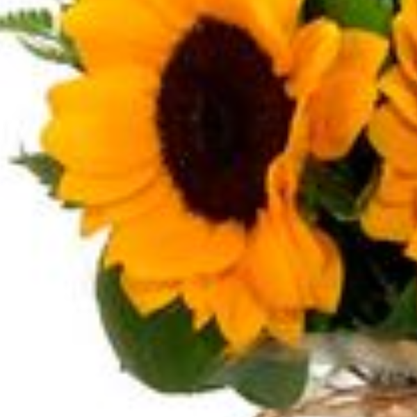 Buqu� de girass�is no vaso Feliz