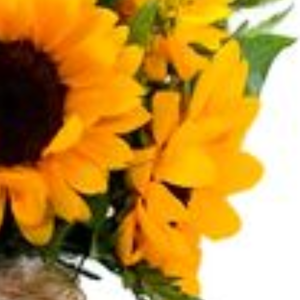Buqu� de girass�is no vaso Feliz