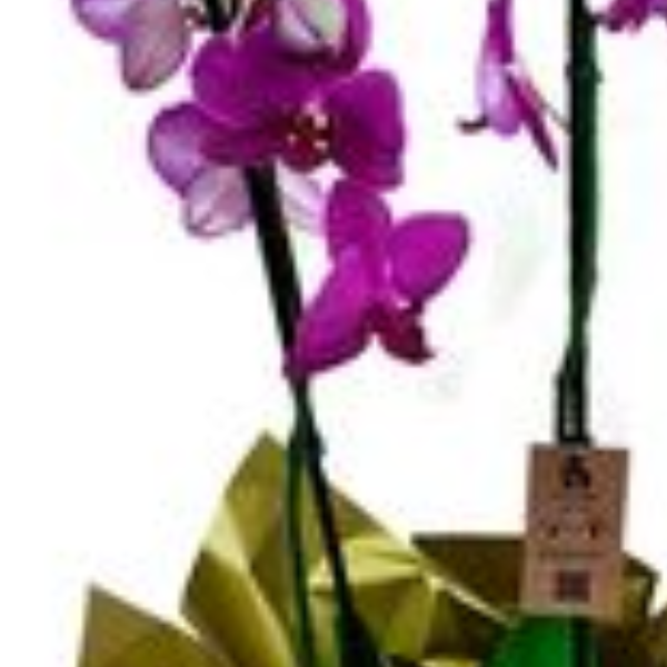 Orqu�dea Pink Linda