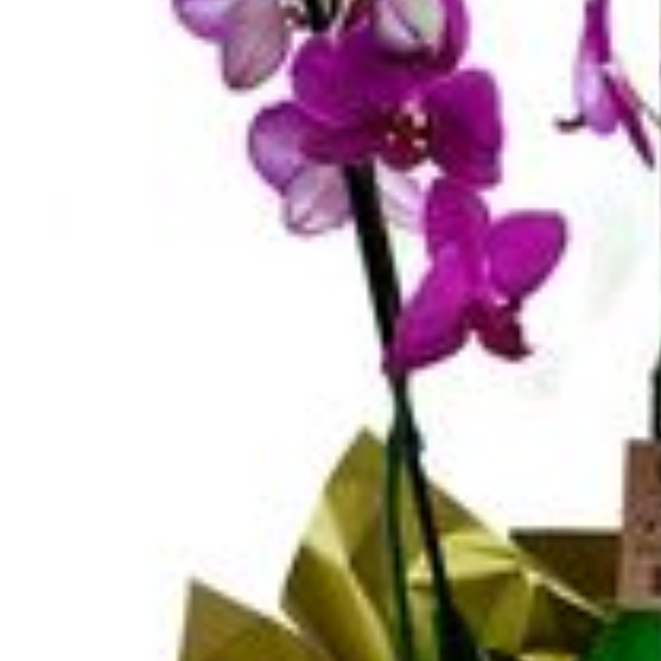 Orqu�dea Pink Linda