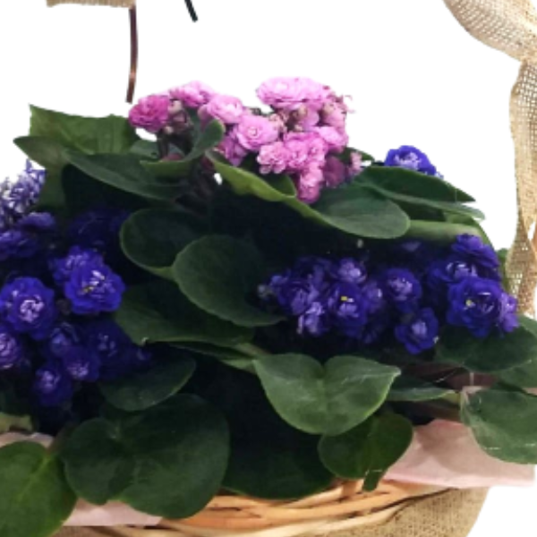 Cesta de Violetas