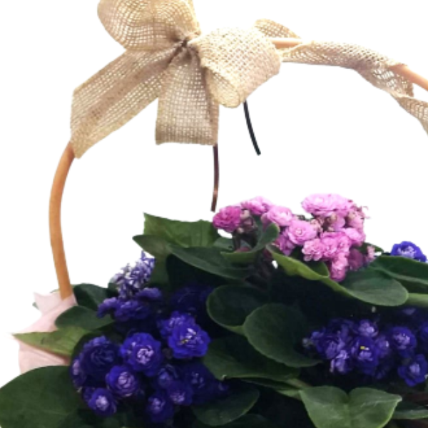 Cesta de Violetas