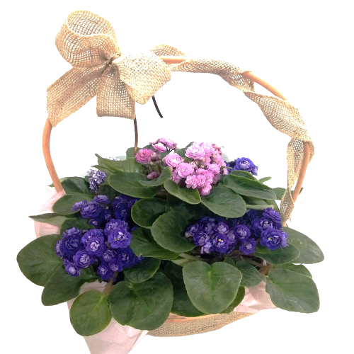 Cesta de Violetas