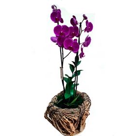 Orqu�dea Pink em cachep� rustico
