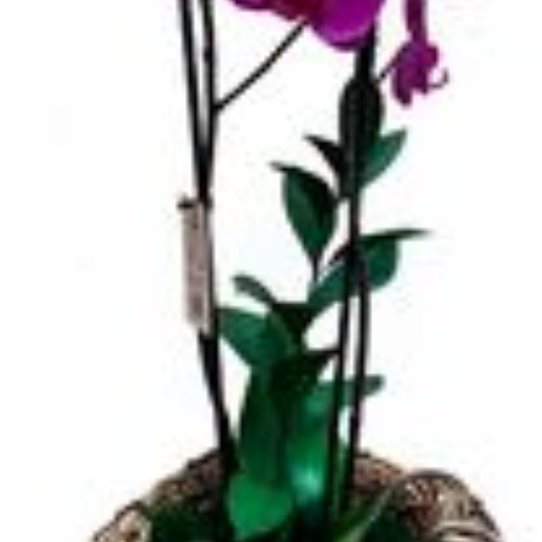 Orqu�dea Pink em cachep� rustico