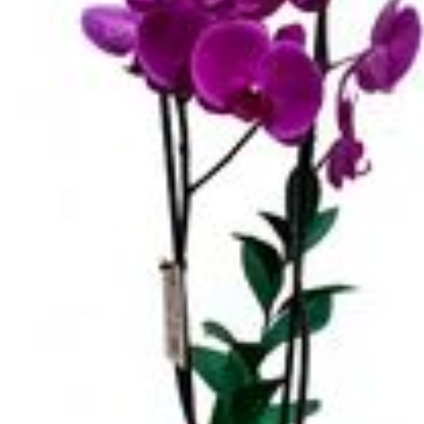 Orqu�dea Pink em cachep� rustico