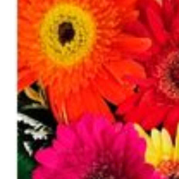 Buqu� colorido de g�rberas