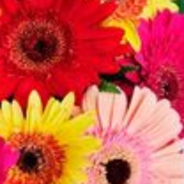 Buqu� colorido de g�rberas