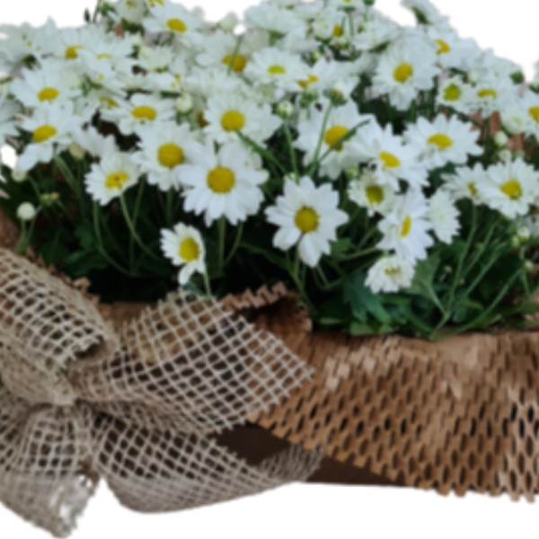 Margaridas Brancas 