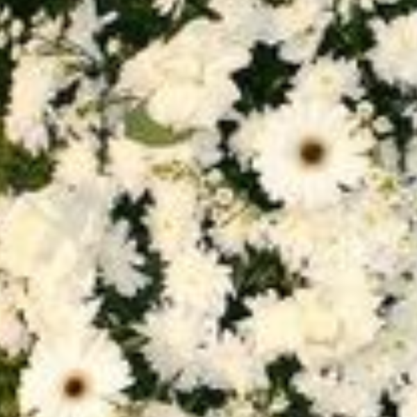 Coroa de flores Brancas P