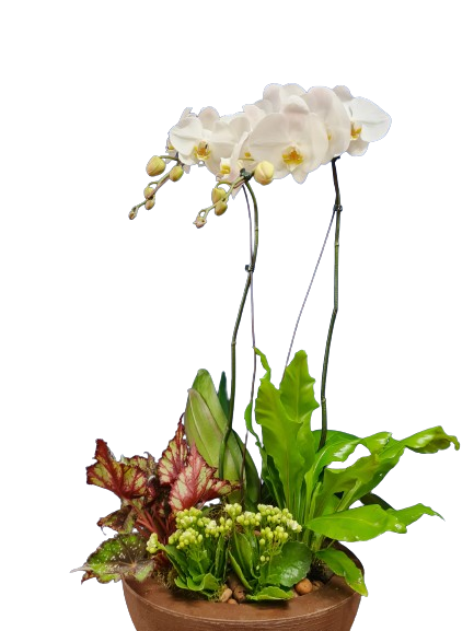 Composi��o de orqu�dea e plantas Alegria