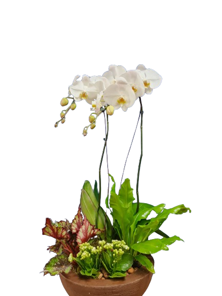 Composi��o de orqu�dea e plantas Alegria