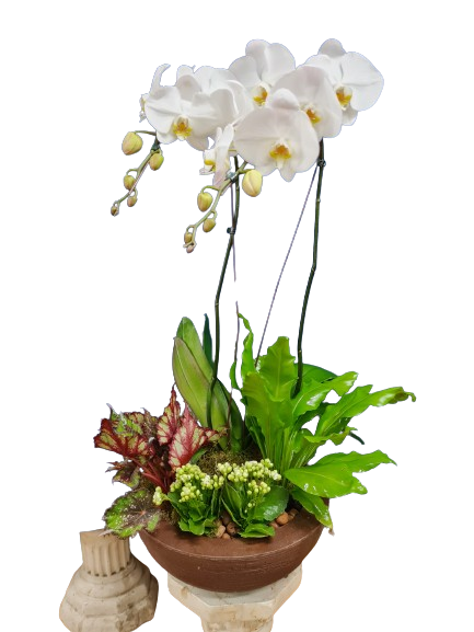 Composi��o de orqu�dea e plantas Alegria