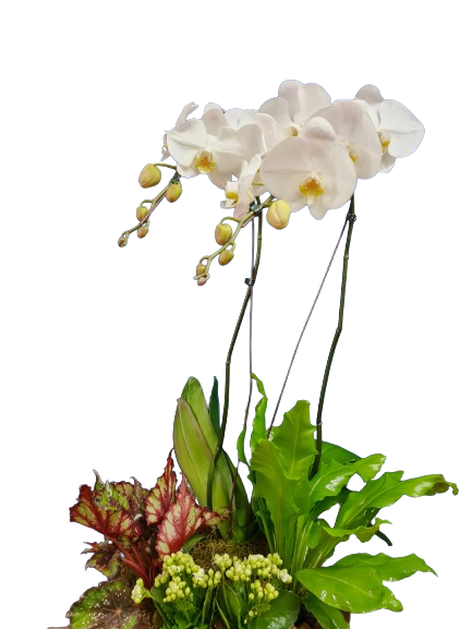 Composi��o de orqu�dea e plantas Alegria