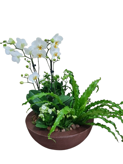 Composi��o de orqu�deas e plantas Felicidade
