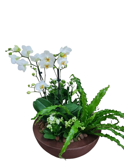 Composi��o de orqu�deas e plantas Felicidade
