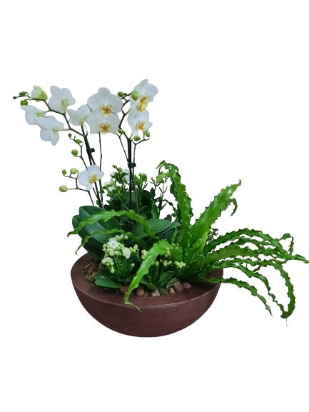 Composi��o de orqu�deas e plantas Felicidade