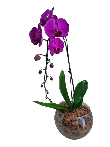 Orqu�dea cascata pink no vidro