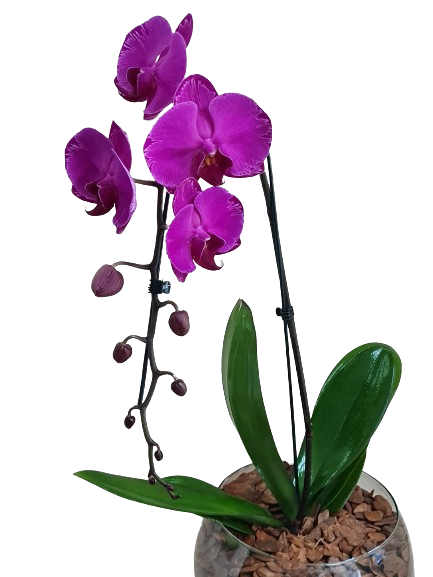 Orqu�dea cascata pink no vidro