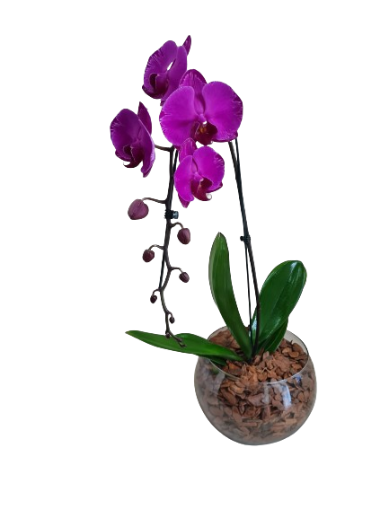 Orqu�dea cascata pink no vidro
