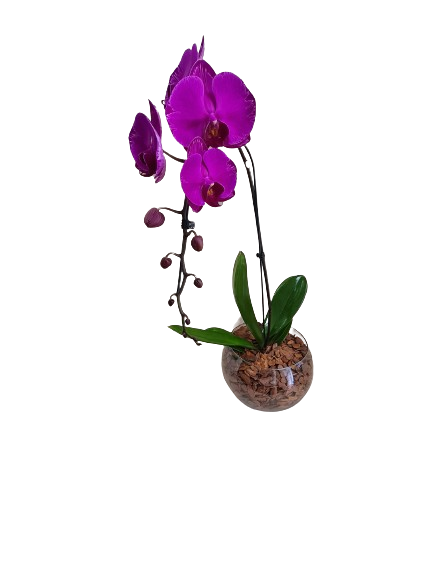 Orqu�dea cascata pink no vidro