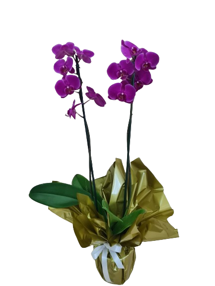Orqu�dea enfeitada com papel dourado