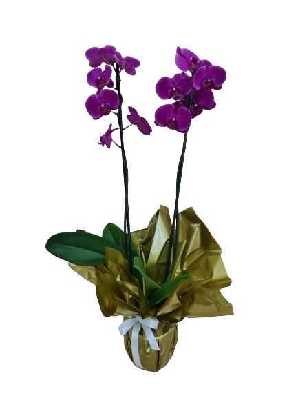 Orqu�dea enfeitada com papel dourado