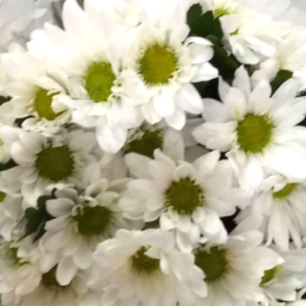 Buqu� de Margaridas brancas