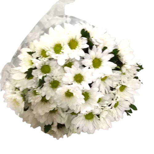 Buqu� de Margaridas brancas