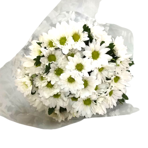 Buqu� de Margaridas brancas