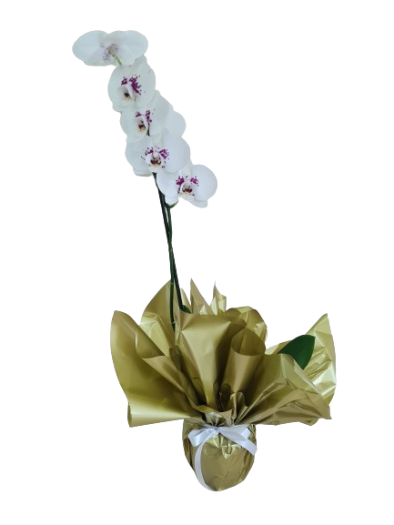 Orqu�dea branca com papel dourado