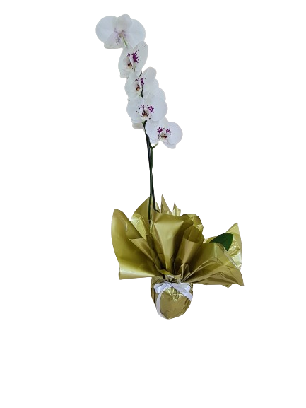 Orqu�dea branca com papel dourado