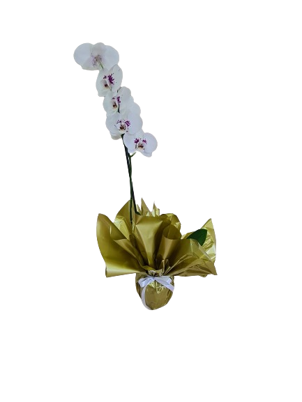 Orqu�dea branca com papel dourado