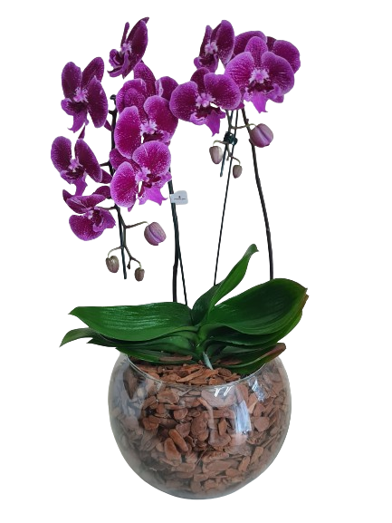 Orqu�dea cascata com duas hastes pink