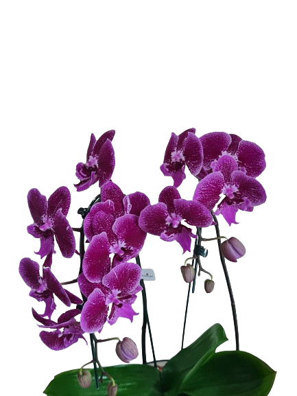 Orqu�dea cascata com duas hastes pink