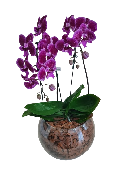 Orqu�dea cascata com duas hastes pink