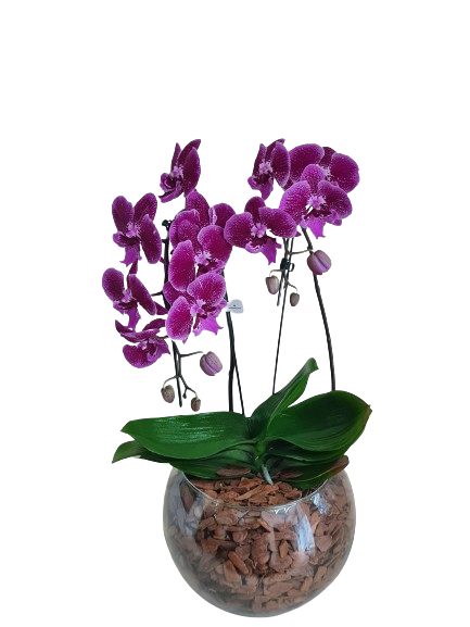 Orqu�dea cascata com duas hastes pink