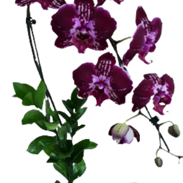 Orqu�dea  Cascata