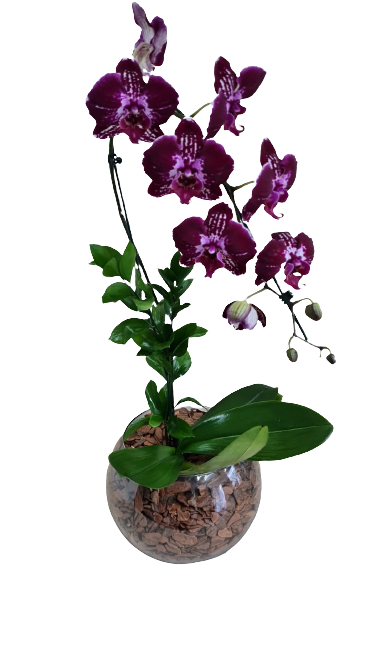 Orqu�dea  Cascata