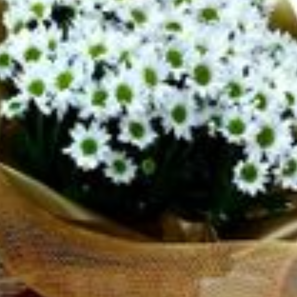 Cesto com pel�cia Jardim Branco