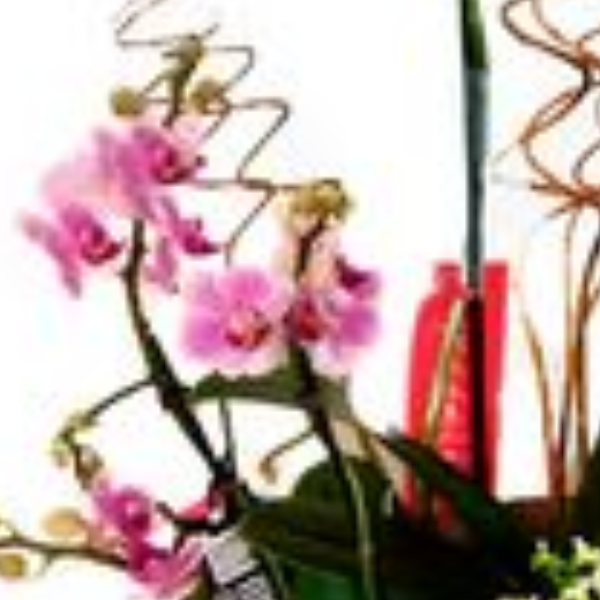 Apanhado de orqu�deas 