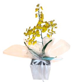 Orqu�dea Chuva de Ouro