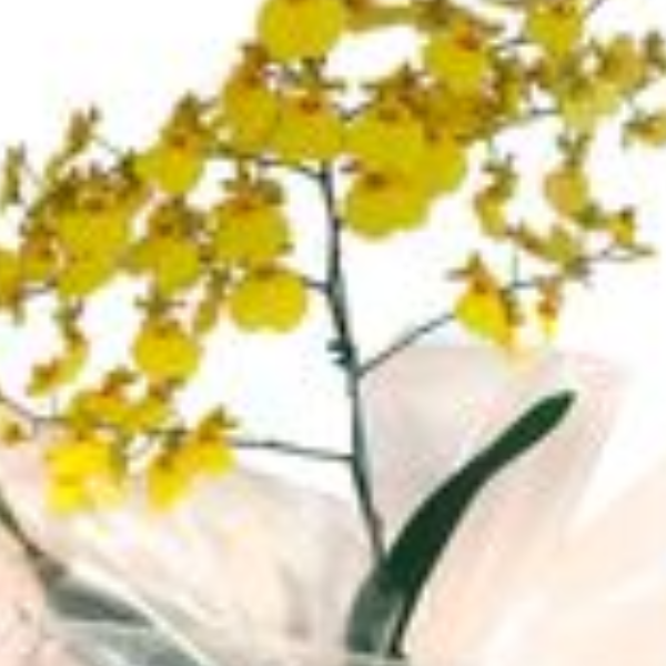 Orqu�dea Chuva de Ouro