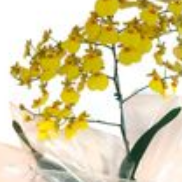 Orqu�dea Chuva de Ouro